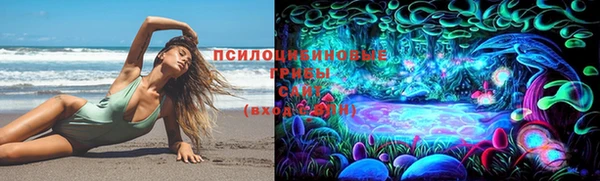 гидра Елизово