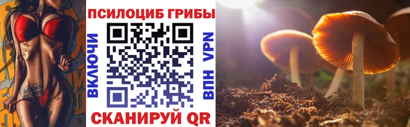 Псилоцибиновые грибы Psilocybe Купить закладки Ахтубинск